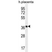 Olfactory Receptor Family 5 Subfamily AS Member 1 (OR5AS1) Antibody