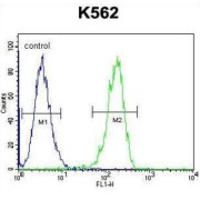 Cleavage And Polyadenylation Specificity Factor Subunit 7 (CPSF7) Antibody