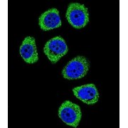 Protocadherin Beta-3 (PCDHB3) Antibody