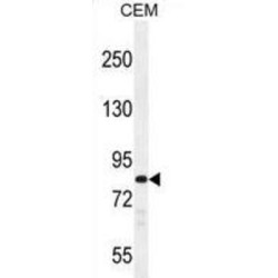 Protocadherin Beta-3 (PCDHB3) Antibody