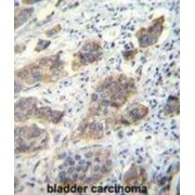 Cadherin 24 (CDH24) Antibody