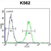 Tau-Tubulin Kinase 2 (TTBK2) Antibody