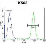 Transcription Initiation Factor TFIID Subunit 4B (TAF4B) Antibody