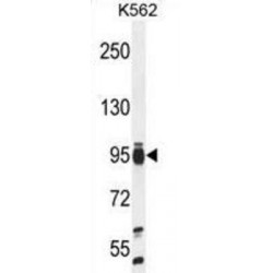 Transcription Initiation Factor TFIID Subunit 4B (TAF4B) Antibody