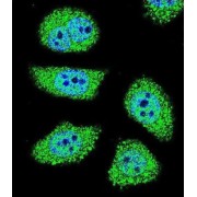 abx026628