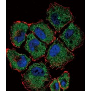 SLC36A1 Antibody