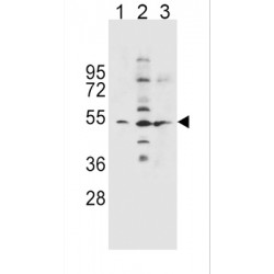 SLC36A1 Antibody
