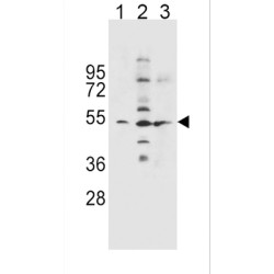 SLC36A1 Antibody