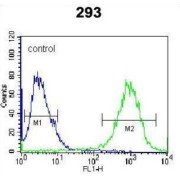 Syntaxin 16 (STX16) Antibody