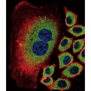 Sialidase-2 (NEU2) Antibody