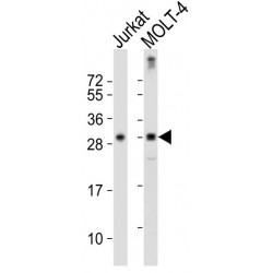 T-Cell Receptor Beta Chain V Region CTL-L17 / TCRB (TRBV7-9) Antibody