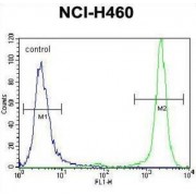 Histone H3.1t (HIST3H3) Antibody