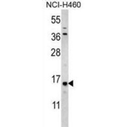 Histone H3.1t (HIST3H3) Antibody