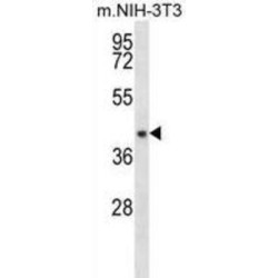 ADP-Ribose Pyrophosphatase, Mitochondrial (NUDT9) Antibody