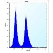 Smad Nuclear-Interacting Protein 1 (SNIP1) Antibody