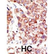 Neural Precursor Cell Expressed, Developmentally Down-Regulated 8 (NEDD8) Antibody
