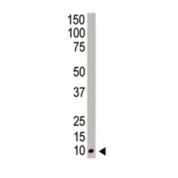 Neural Precursor Cell Expressed, Developmentally Down-Regulated 8 (NEDD8) Antibody