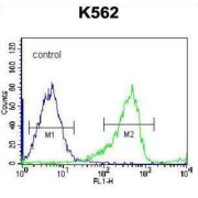 Protocadherin Beta-14 (PCDHB14) Antibody