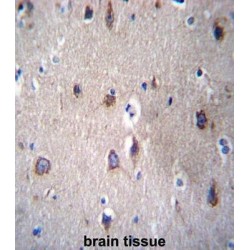 Protocadherin Beta-14 (PCDHB14) Antibody