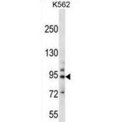 Protocadherin Beta-14 (PCDHB14) Antibody
