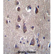 Protocadherin Beta 12 (PCDHB12) Antibody