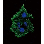 abx026747