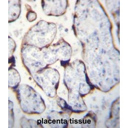 Leucine Zipper And EF-Hand Containing Transmembrane Protein 2 (LETM2) Antibody