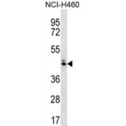 Olfactory Receptor 52N5 (OR52N5) Antibody