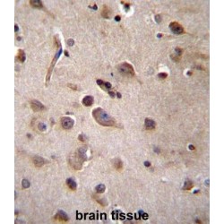 Translin (TSN) Antibody