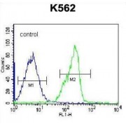 Zinc Finger Protein 146 (ZNF146) Antibody