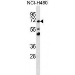 Transmembrane Protein 181 (TM181) Antibody