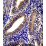Calponin 2 (CNN2) Antibody