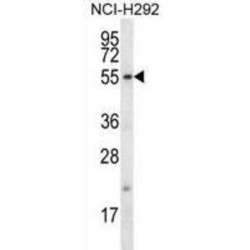 F-Box Only Protein 15 (FBXO15) Antibody
