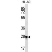 CL052 Antibody