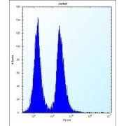 Keratin-Associated Protein 13-3 (KRTAP13-3) Antibody