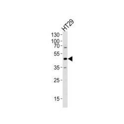 Ribonuclease/angiogenin Inhibitor 1 (RNH1) Antibody
