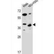 Leucine-Rich Repeat-Containing Protein 67 (LRRC67) Antibody