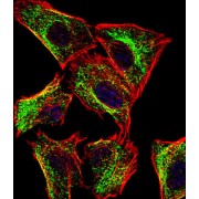 ATP Synthase-Coupling Factor 6, Mitochondrial (ATP5PF) Antibody
