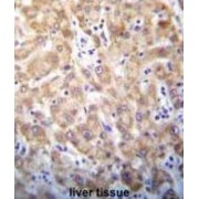 Syntaxin 2 (STX2) Antibody