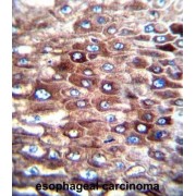 CJ057 Antibody