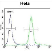 RNA Polymerase I Subunit B (POLR1B) Antibody