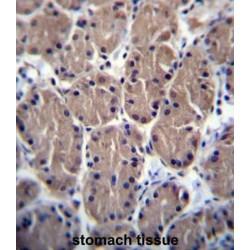 RNA Polymerase I Subunit B (POLR1B) Antibody
