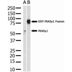 E3 SUMO-Protein Ligase PIAS4 (PIAS4) Antibody