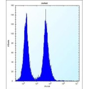 Olfactory Receptor Family 11 Subfamily L Member 1 (OR11L1) Antibody