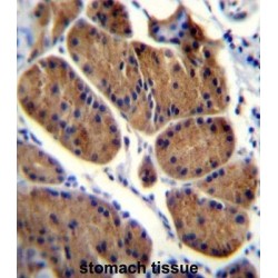 NADH:Ubiquinone Oxidoreductase Core Subunit S8 (NDUFS8) Antibody