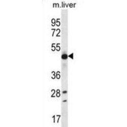 Eukaryotic Translation Elongation Factor 1 Alpha 2 (EEF1A2) Antibody