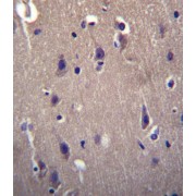 CART Prepropeptide (CARTPT) Antibody