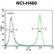 Phosphatidylinositol 3,4,5-Trisphosphate-Dependent Rac Exchanger 1 Protein (PREX1) Antibody