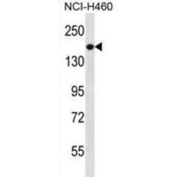 Phosphatidylinositol 3,4,5-Trisphosphate-Dependent Rac Exchanger 1 Protein (PREX1) Antibody