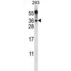 BEN Domain-Containing Protein 6 (BEND6) Antibody